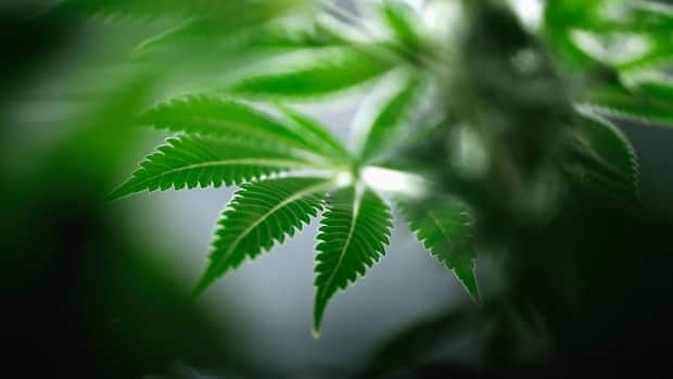 Online Dispensaries vs. Physical Stores in Canada: The Pros and Cons