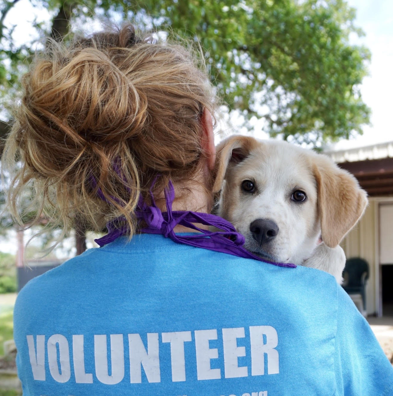 Showcasing Your Passion: 5 Top Animal Shelter Volunteer Resume Examples