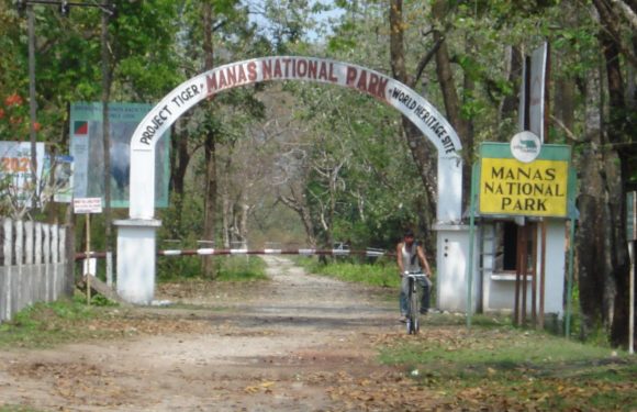 Manas National Park: The Best Safari Experience Awaits
