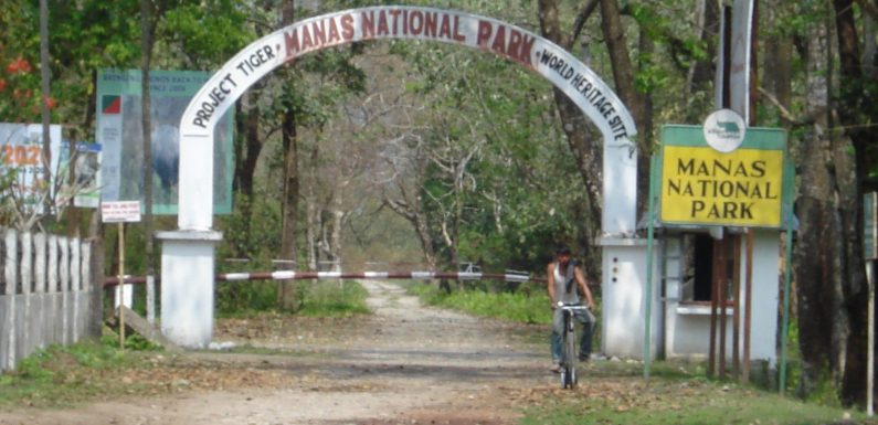 Manas National Park: The Best Safari Experience Awaits